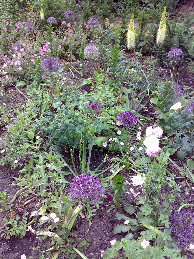 Abbey road frontage planting with bay spires and new planting in front of narrow lawn